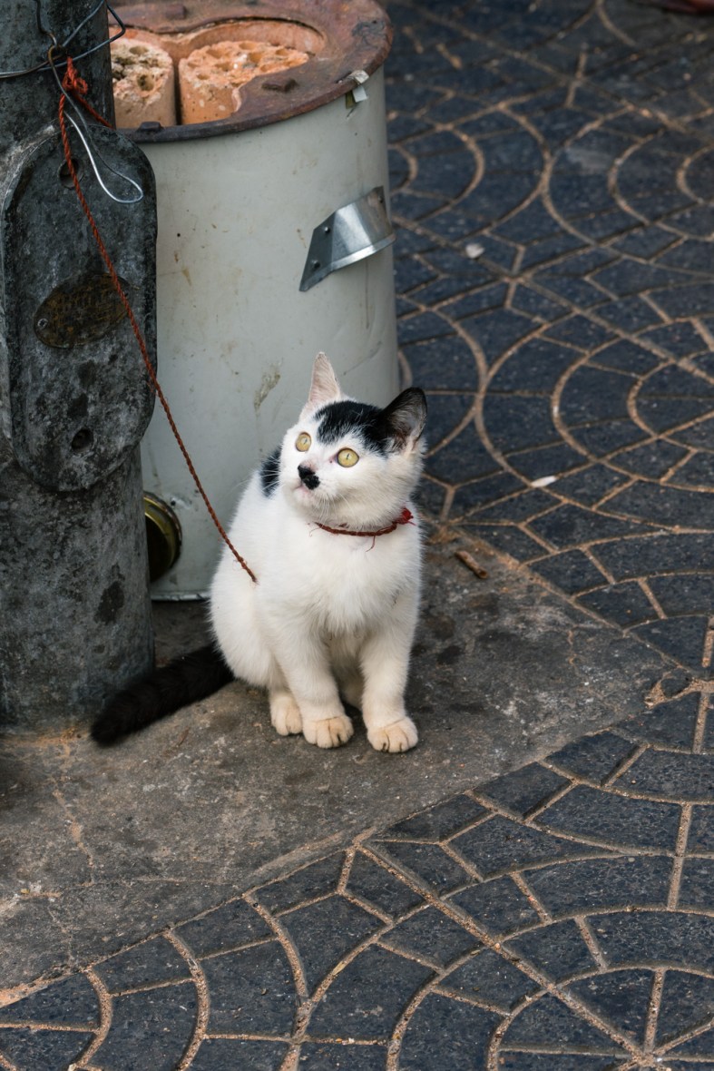 Pictures of Playful Kitten in Xian China by Mary Catherine Messner