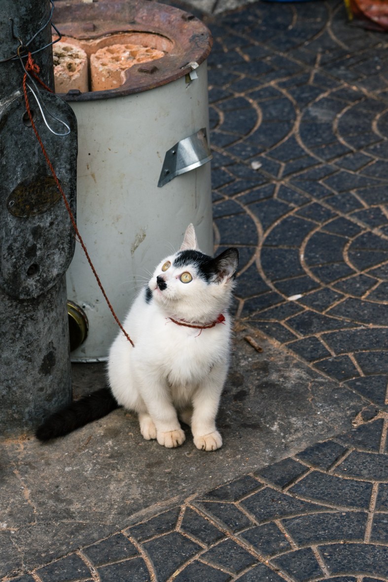 Pictures of Playful Kitten in Xian China by Mary Catherine Messner