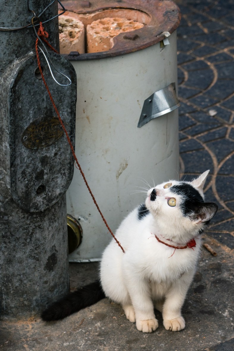 Pictures of Playful Kitten in Xian China by Mary Catherine Messner