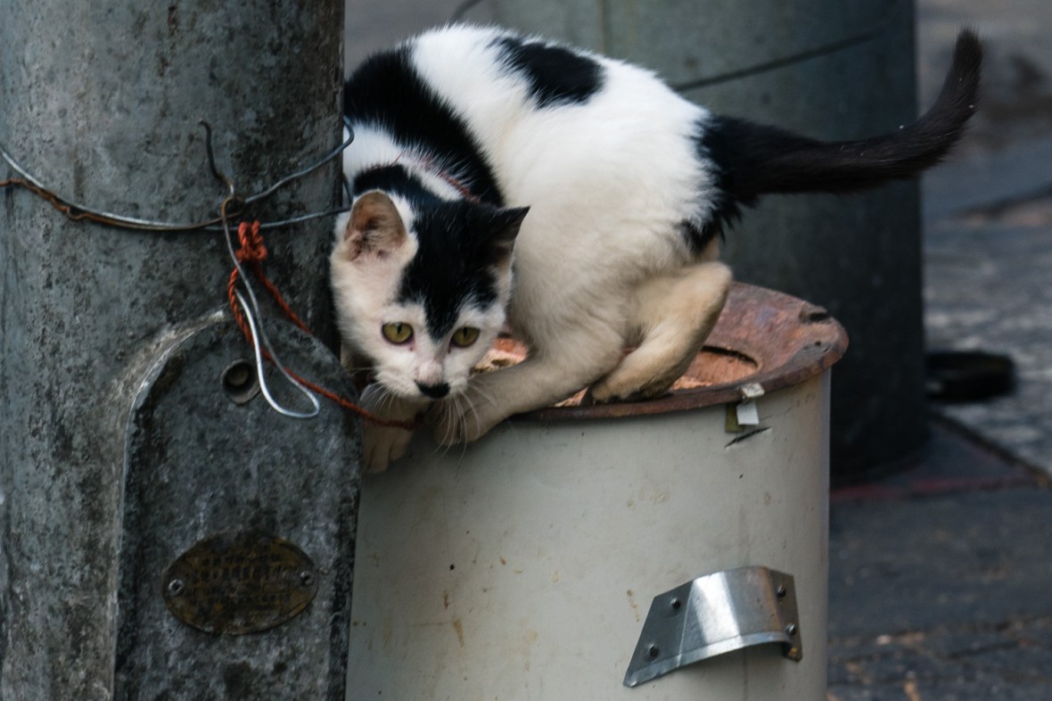 Pictures of Playful Kitten in Xian China by Mary Catherine Messner