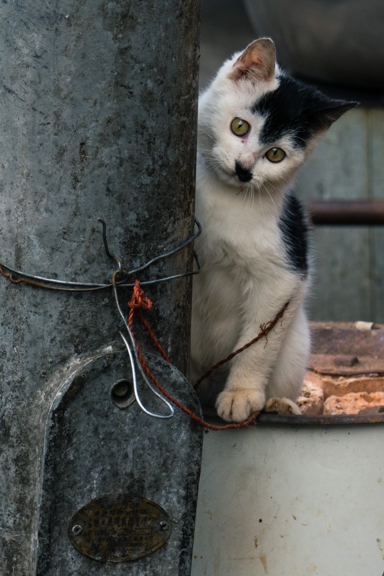 Pictures of Playful Kitten in Xian China by Mary Catherine Messner