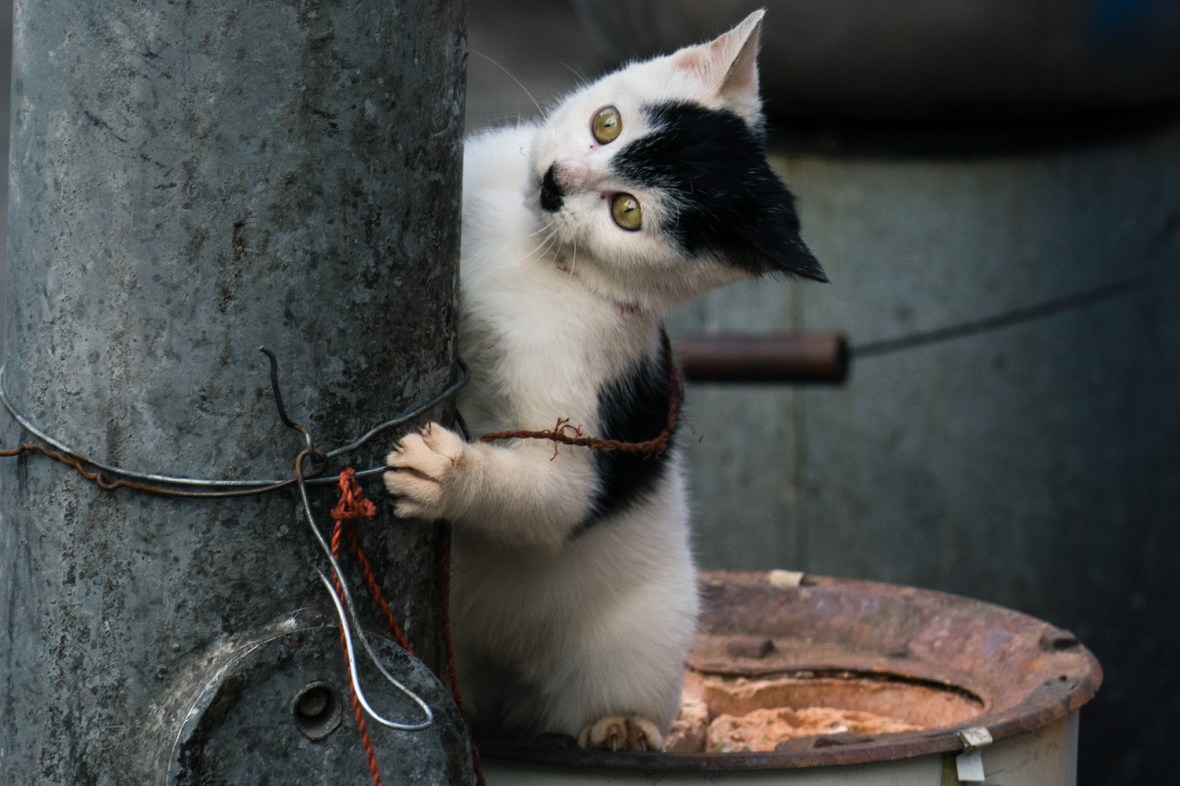 Pictures of Playful Kitten in Xian China by Mary Catherine Messner