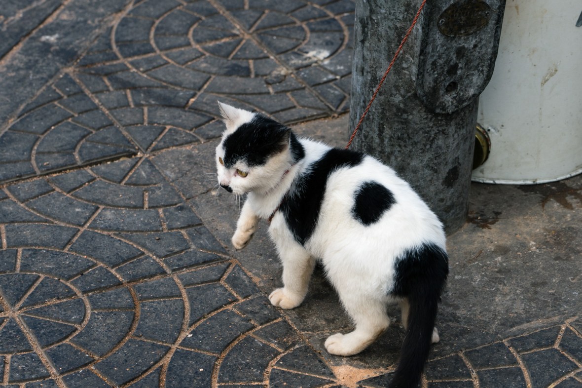 Pictures of Playful Kitten in Xian China by Mary Catherine Messner