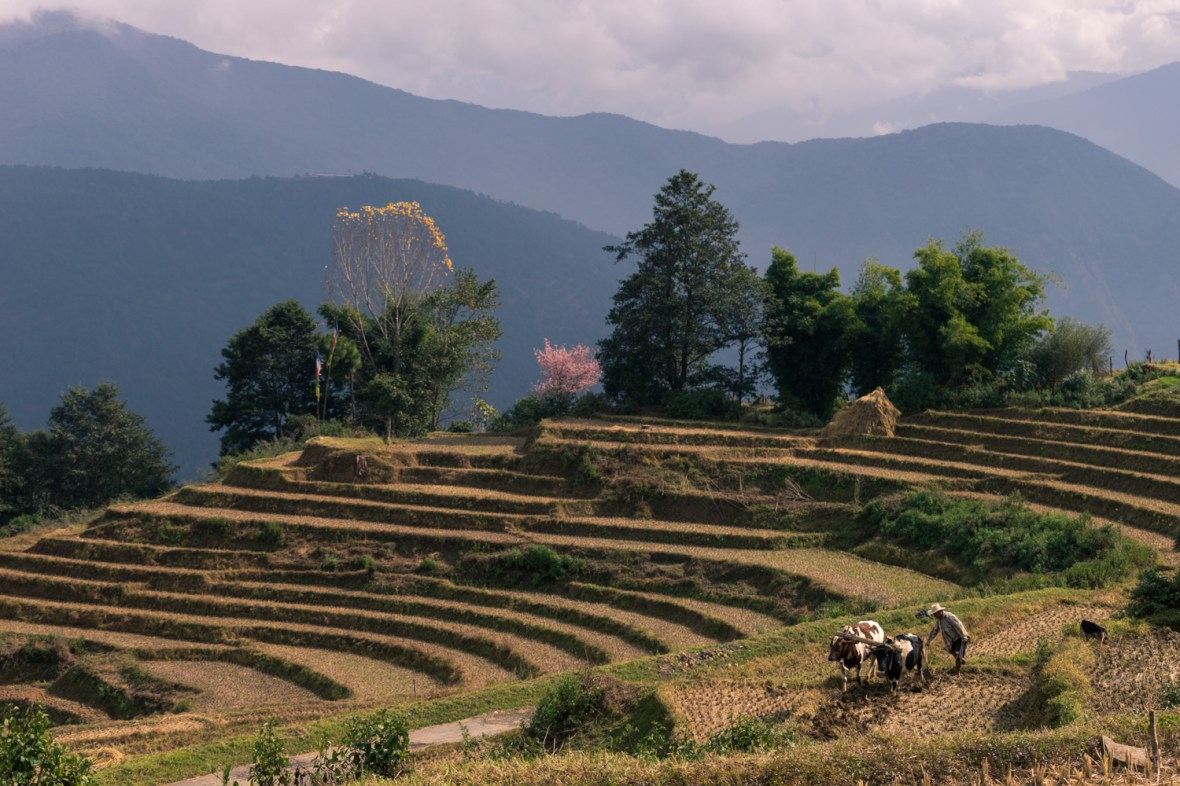 Picture of Terraced field in Bhutan by mcmessner Mary Catherine Messner