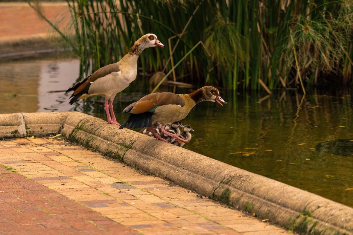 Picture of Egyptian Geese seen in Company's Garden in Cape Town,South Africa, Africa while on the 2016 Passport to Folk Art: South Africa trip with BJ Adventures