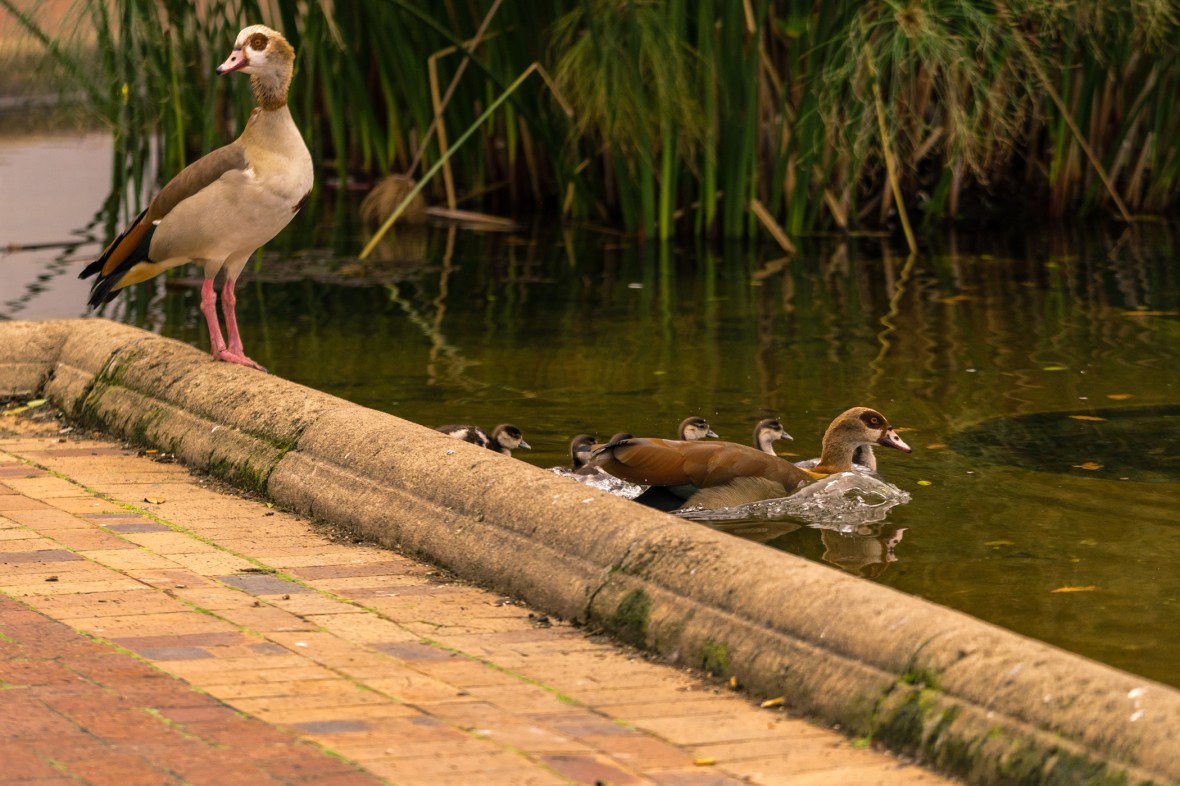Picture of Egyptian Geese seen in Company's Garden in Cape Town,South Africa, Africa while on the 2016 Passport to Folk Art: South Africa trip with BJ Adventures
