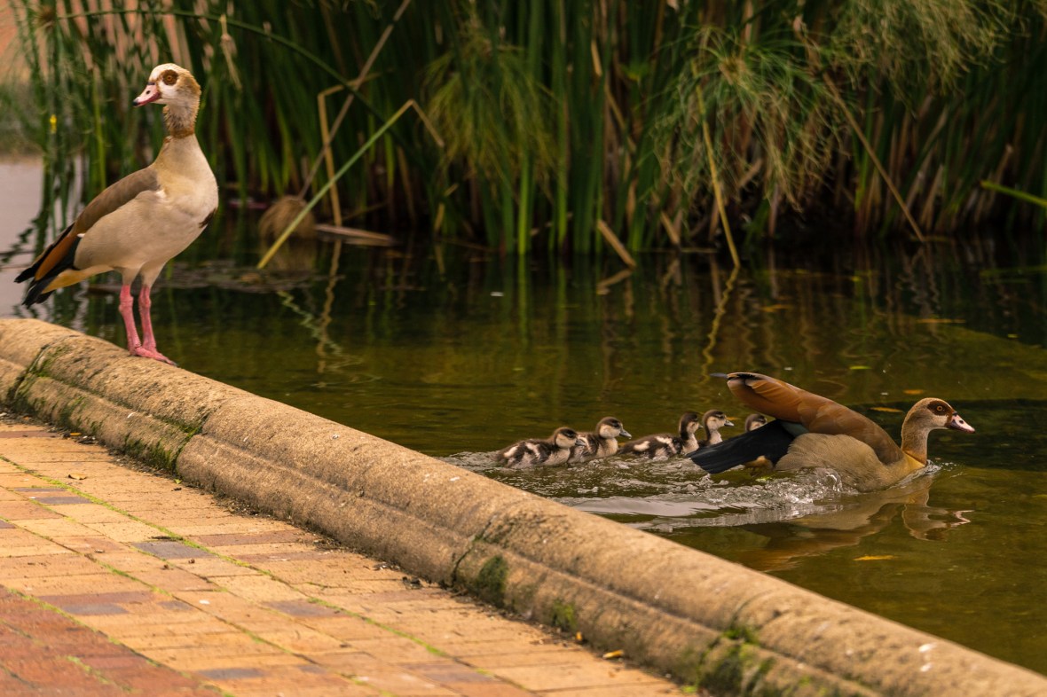 Picture of Egyptian Geese seen in Company's Garden in Cape Town,South Africa, Africa while on the 2016 Passport to Folk Art: South Africa trip with BJ Adventures