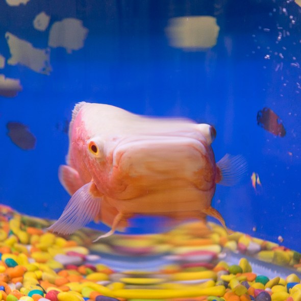 Pictures of people, places, and things in Thrissur, Kerala, India