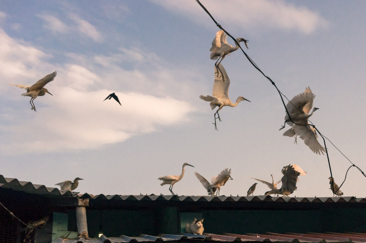 Picture of cat and crane bird in fish market in Thrissur, Kerala, India