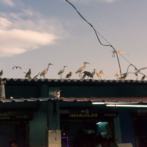 Pictures of crane bird and cat in fish market in Thrissur, Kerala, India by mcmessner Mary Catherine Messner