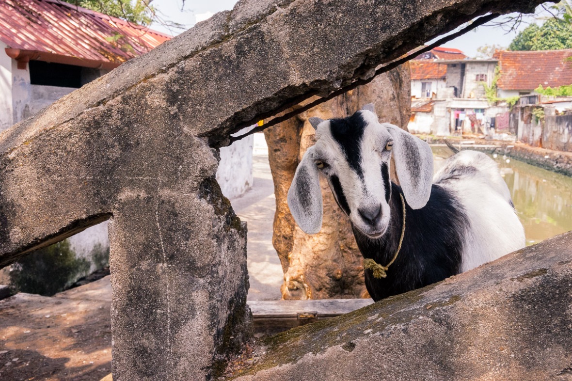 Pictures of Goat in Cochin, Kerala, India by mcmessner Mary Catherine Messner