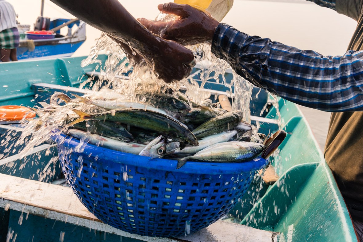 Picture of fish prepared for market in Kollam, Thrissur, Cochin, Kerala, India by mcmessner Mary Catherine Messner