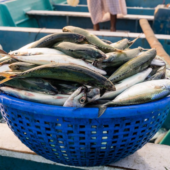 Picture of fish catch prepared for fish market in Kollam, Thrissur, Cochin, Kerala, India by mcmessner Mary Catherine Messner