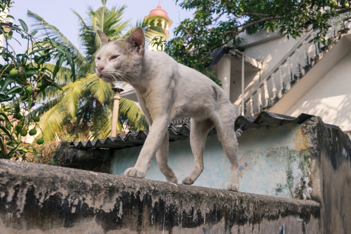 Street photography pictures of people, places, and things in Cochin, Kerala, India  by mcmessner Mary Catherine Messner.