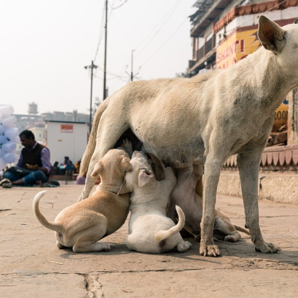 Travel pictures of Varinasi India puppy dog during VPD Workshop 2017 with Maciej Dakowitz by mcmessner Mary Catherine Messner.