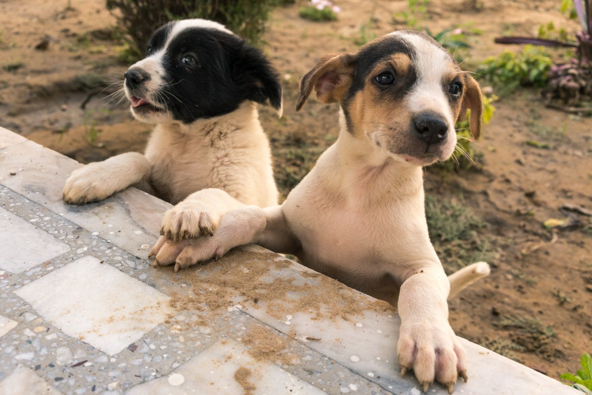 Travel pictures of Patiala India puppy dogs during Workshop with Maciej Dakowitz by mcmessner Mary Catherine Messner.