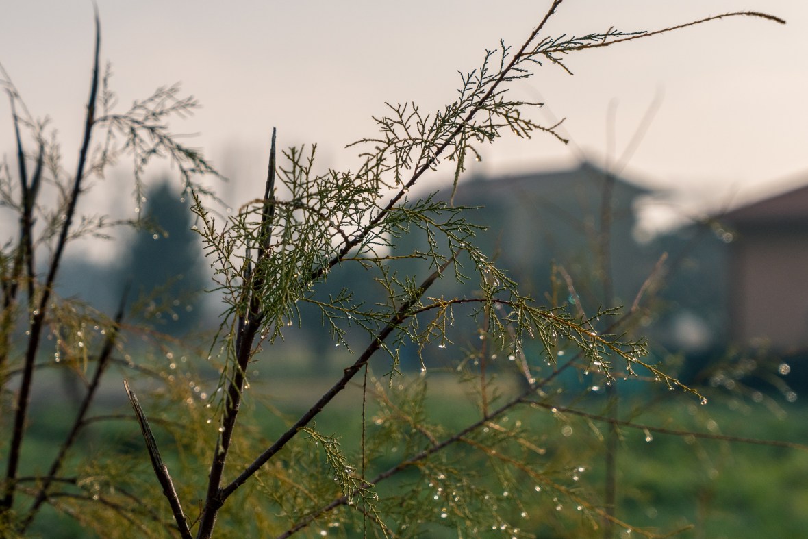 Street and travel photographs of Sant'Erasmo Venice Italy taken by Mary Catherine Messner for mctravelpics.com.
