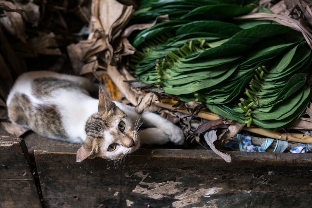 Street and travel photographs of Colombo Sri Lanka taken by Mary Catherine Messner.