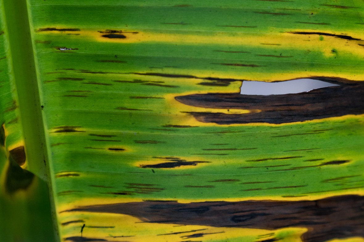 Street and travel photographs of Salvador Bahia Brazil Brazil taken by Mary Catherine Messner for mctravelpics.com.