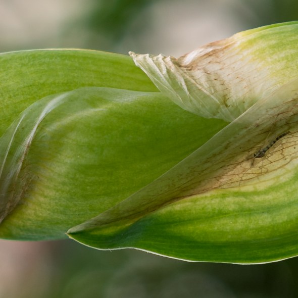 Street and travel photographs of flowers and April Showers taken by Mary Catherine Messner for mctravelpics.com.