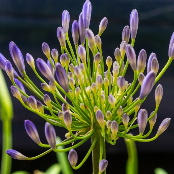 Street and travel photographs of flowers and April Showers taken by Mary Catherine Messner for mctravelpics.com.