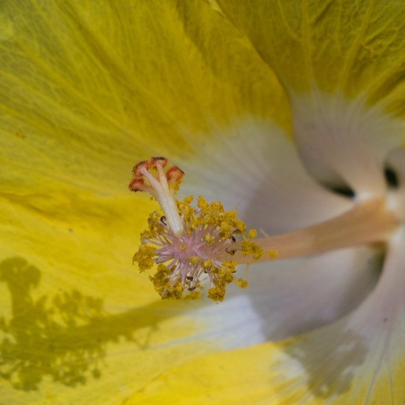 Street and travel photographs of flowers and April Showers taken by Mary Catherine Messner for mctravelpics.com.