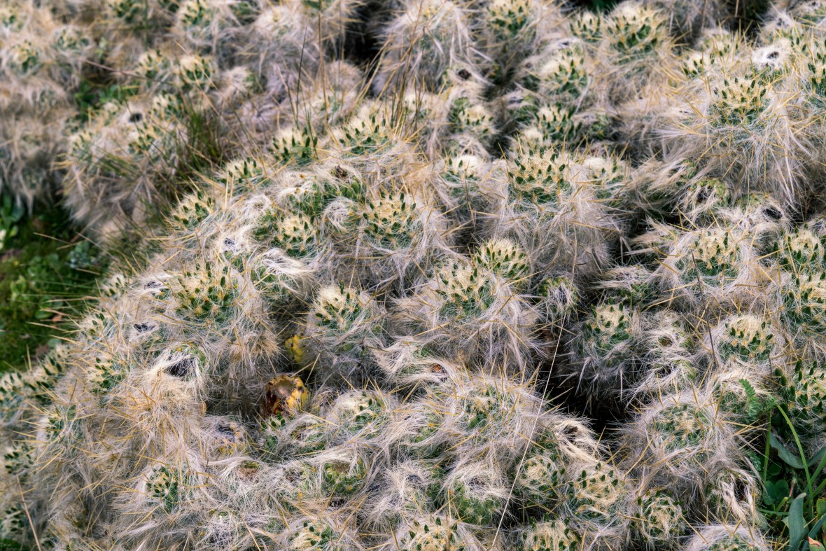 Street and travel photographs of Cuzco and Pisac Peru taken by Mary Catherine Messner for mctravelpics.com.