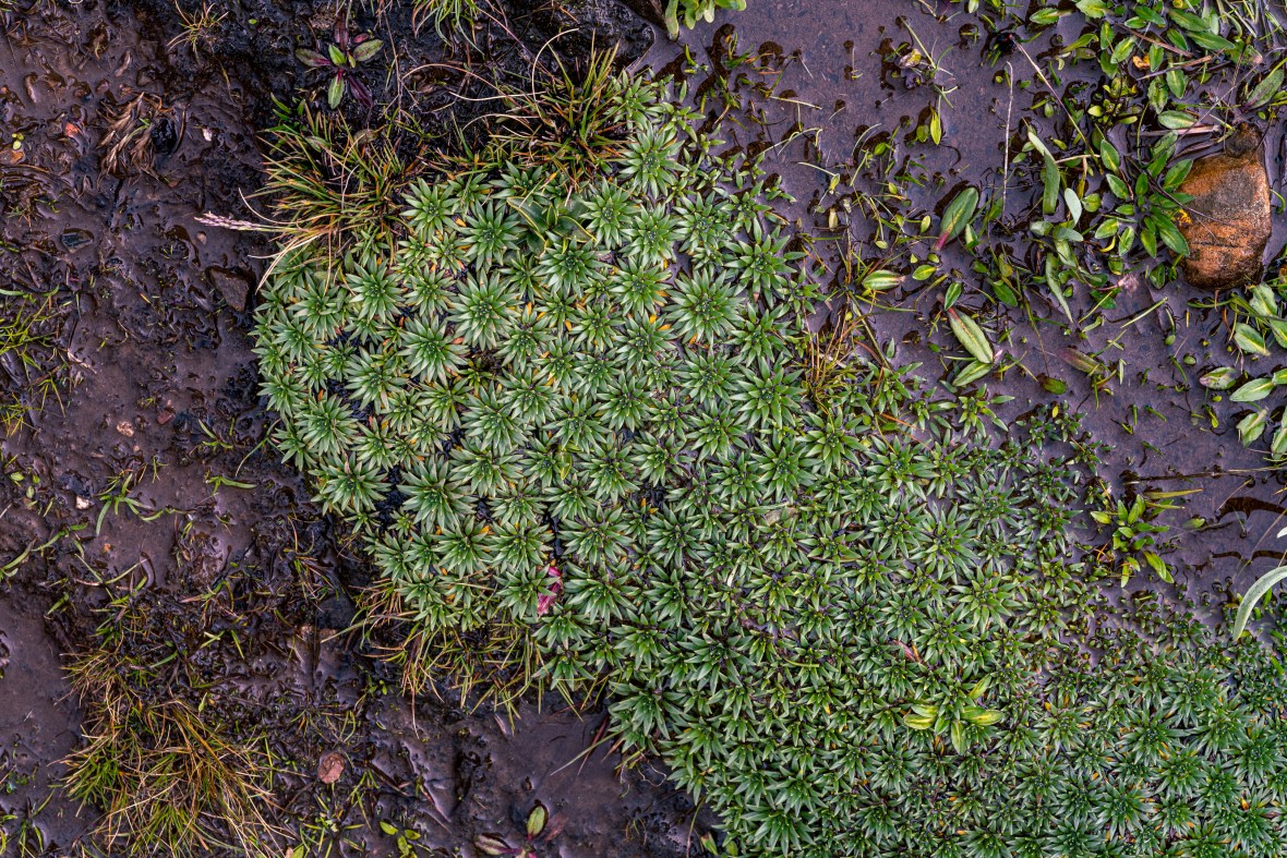 Street and travel photographs of Cuzco and Pisac Peru taken by Mary Catherine Messner for mctravelpics.com.