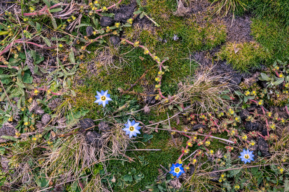 Street and travel photographs of Cuzco and Pisac Peru taken by Mary Catherine Messner for mctravelpics.com.