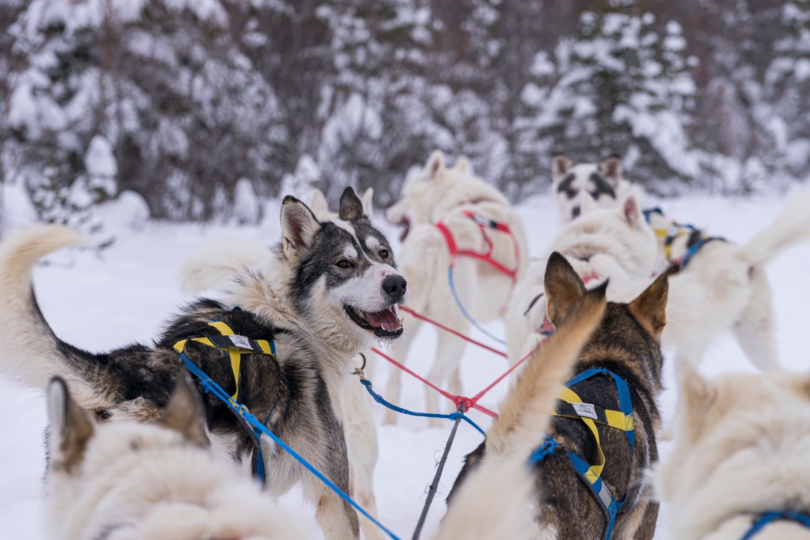 Travel and street photography project of Mary Catherine Messner of mcmessner.com that focuses upon dogs during the dog days of summer.