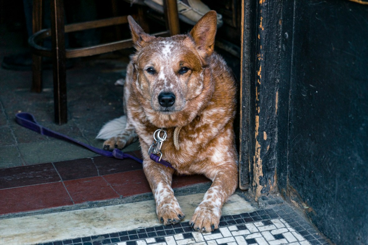 Travel and street photography project of Mary Catherine Messner of mcmessner.com that focuses upon dogs during the dog days of summer.
