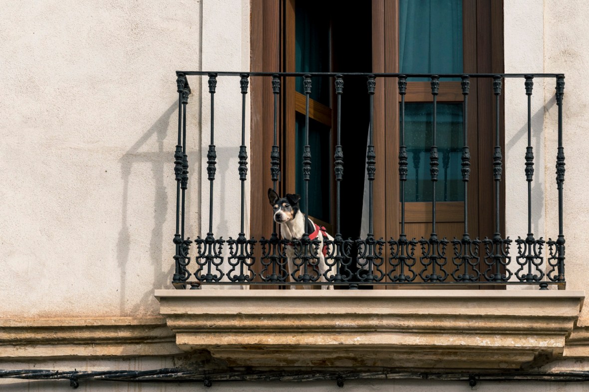 Travel and street photography of dogs and puppies made by mcmessner Mary Catherine Messner in Cordoba, Spain