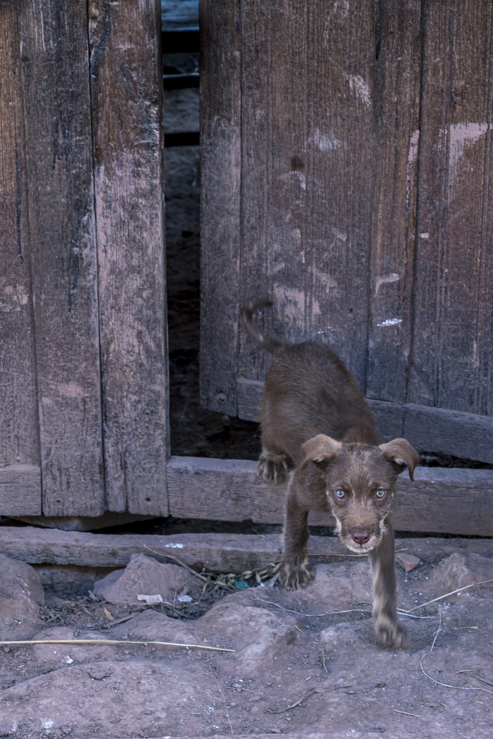 Travel and street photography of dogs and puppies made by mcmessner Mary Catherine Messner in Pisac, Peru