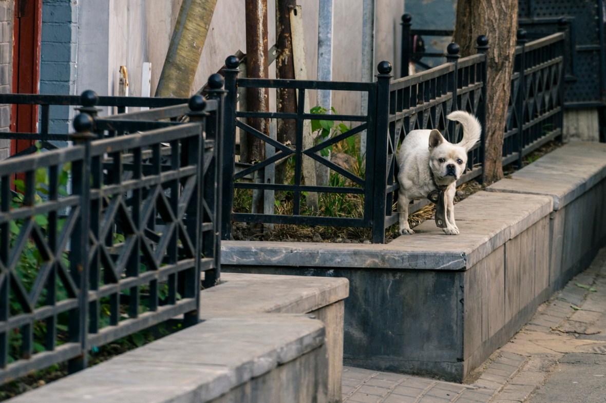 Travel and street photography of dogs and puppies made by mcmessner Mary Catherine Messner in Beijng, China.