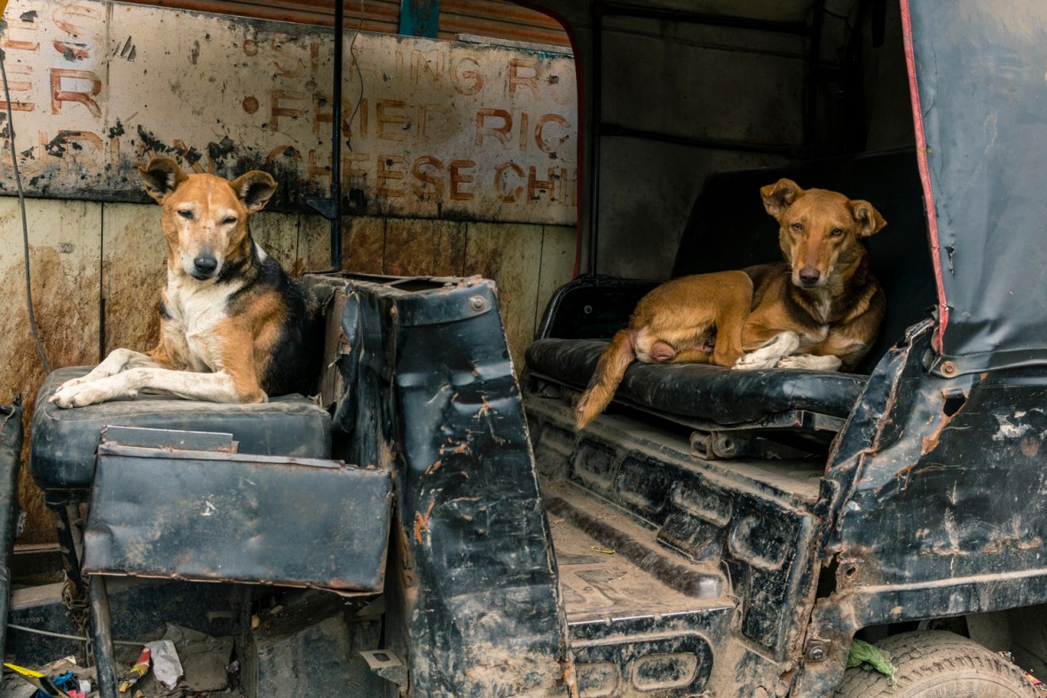 Travel and street photography of dogs and puppies made by mcmessner Mary Catherine Messner in Varanasi, India