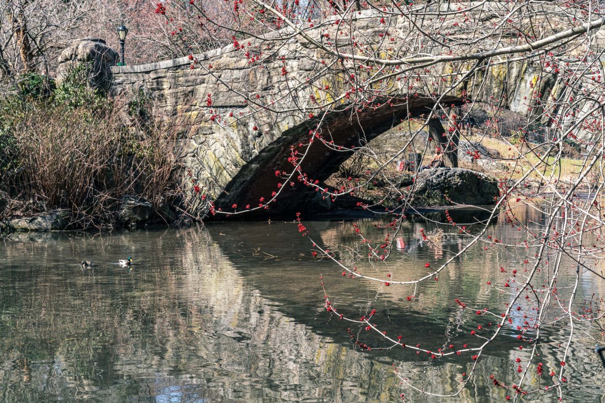 Travel and street photography of New York City, Central Park in USA made by New York photographer Mary Catherine Messner (mcmessner).