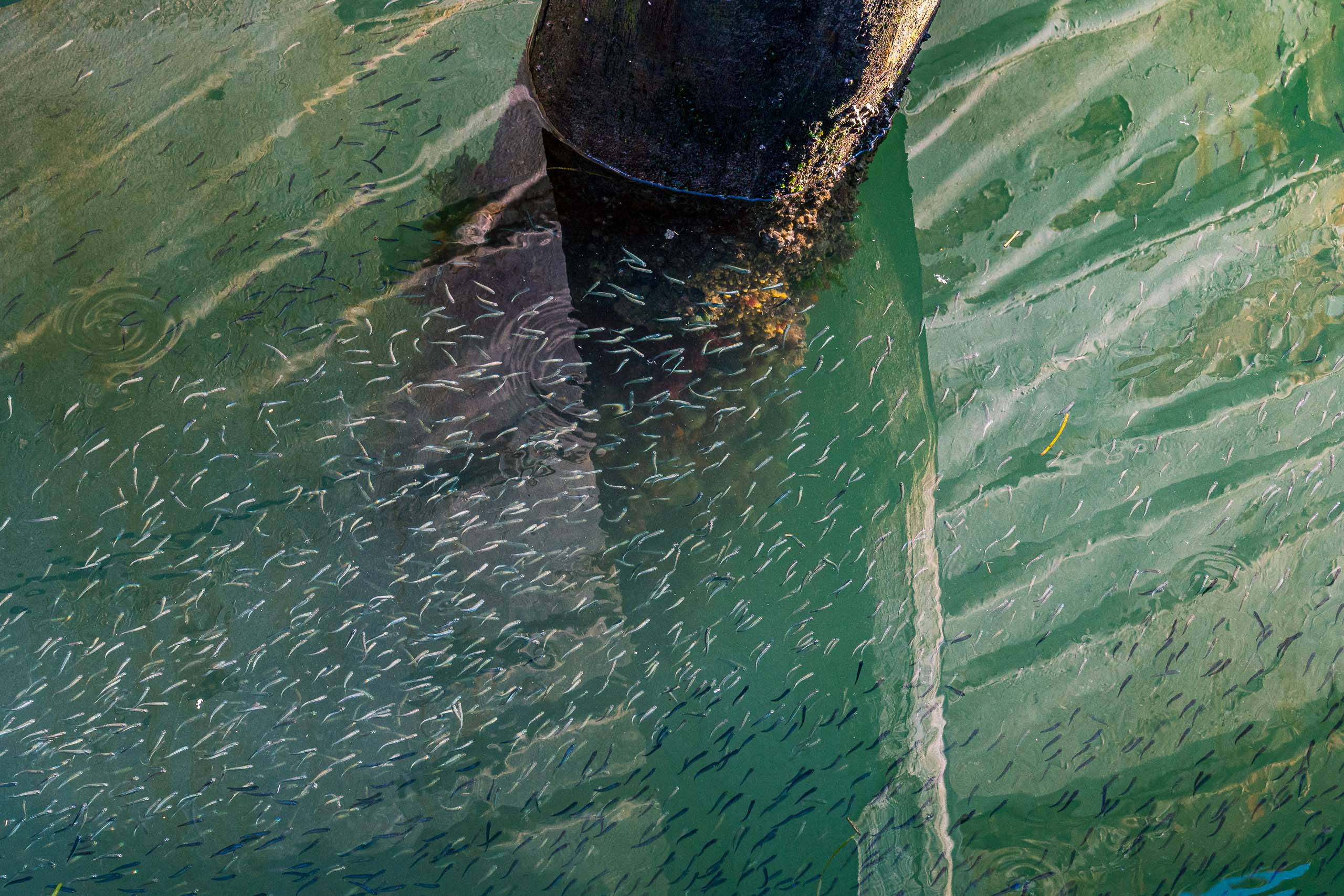 Travel and street photography of Chioggia, Veneto, Italy made by New York photographer Mary Catherine Messner (mcmessner).