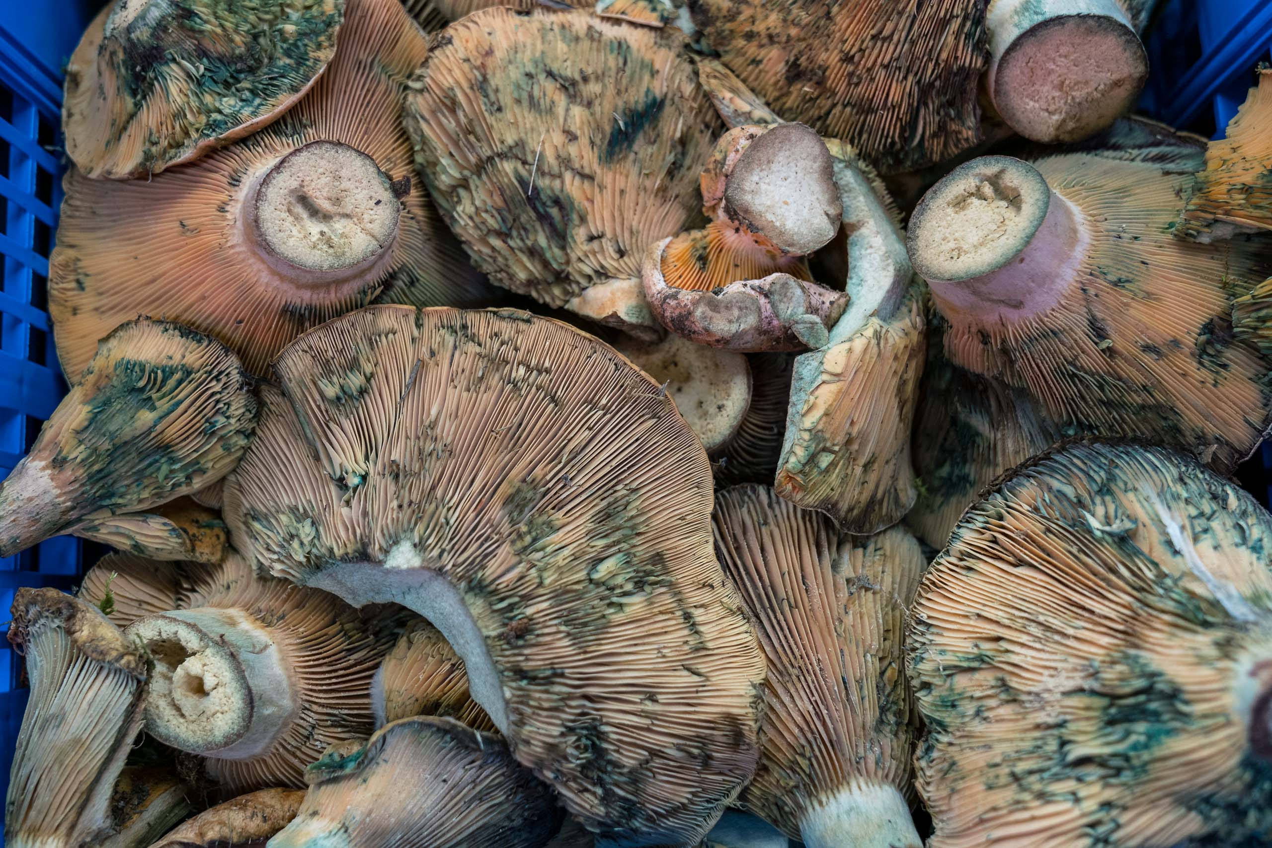 Travel and street photography of Zaragoza, Aragon, Spain made by New York photographer Mary Catherine Messner (mcmessner).