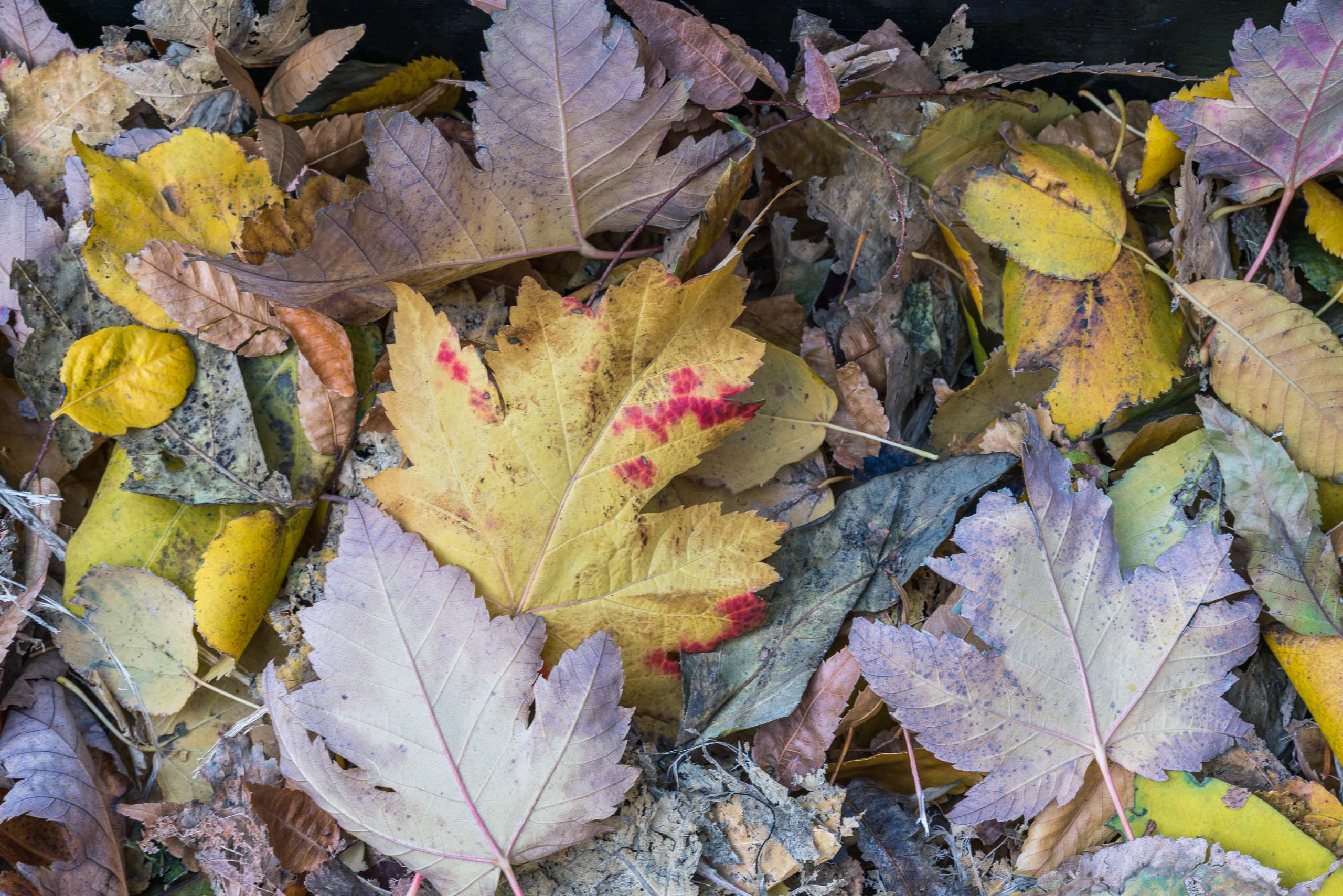 Travel and street photography of New York City, New York, USA made by New York photographer Mary Catherine Messner (mcmessner).