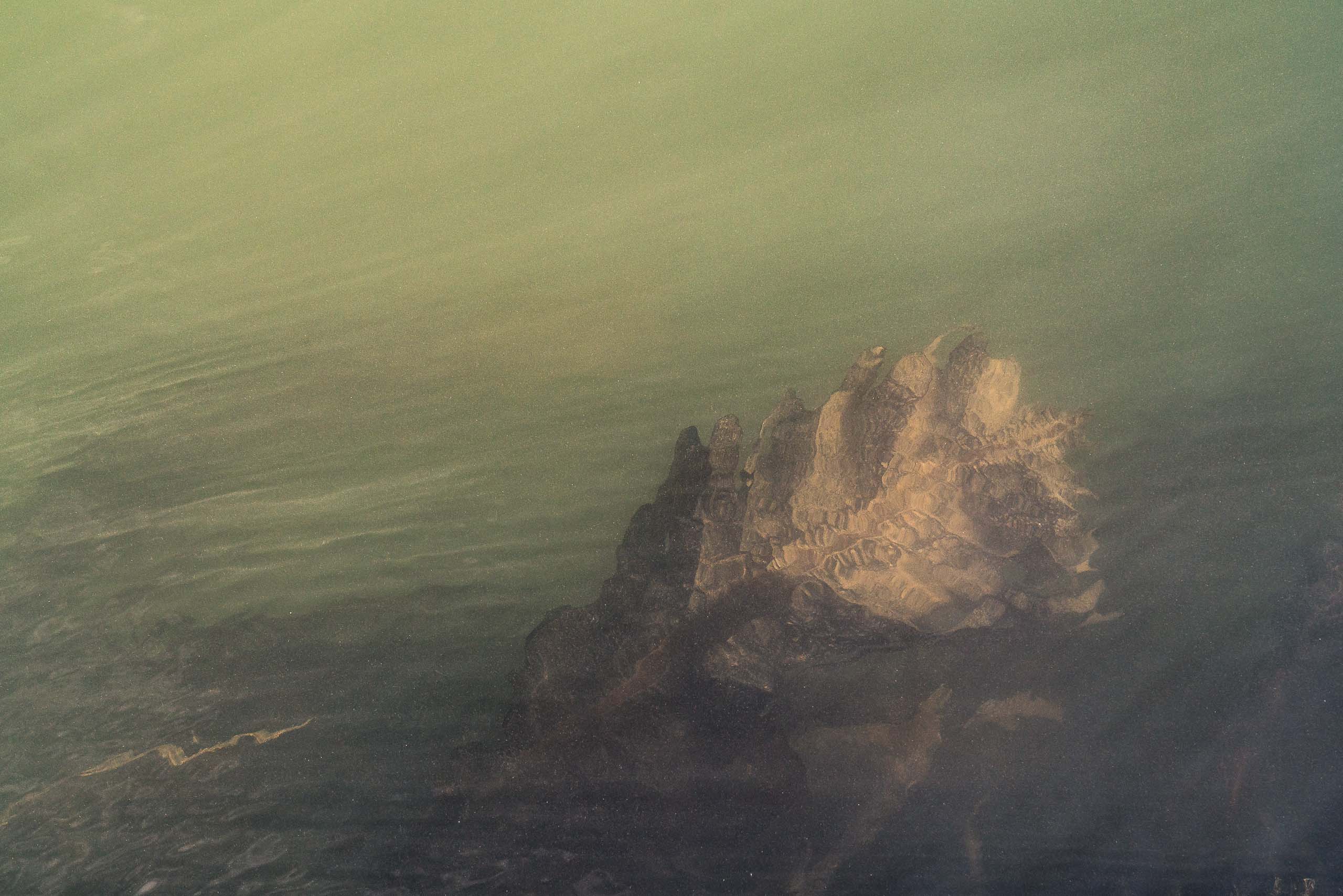 Fine Art photography of Seaweed Alga Marina in Venice Veneto Italy made by New York photographer Mary Catherine Messner (mcmessner).