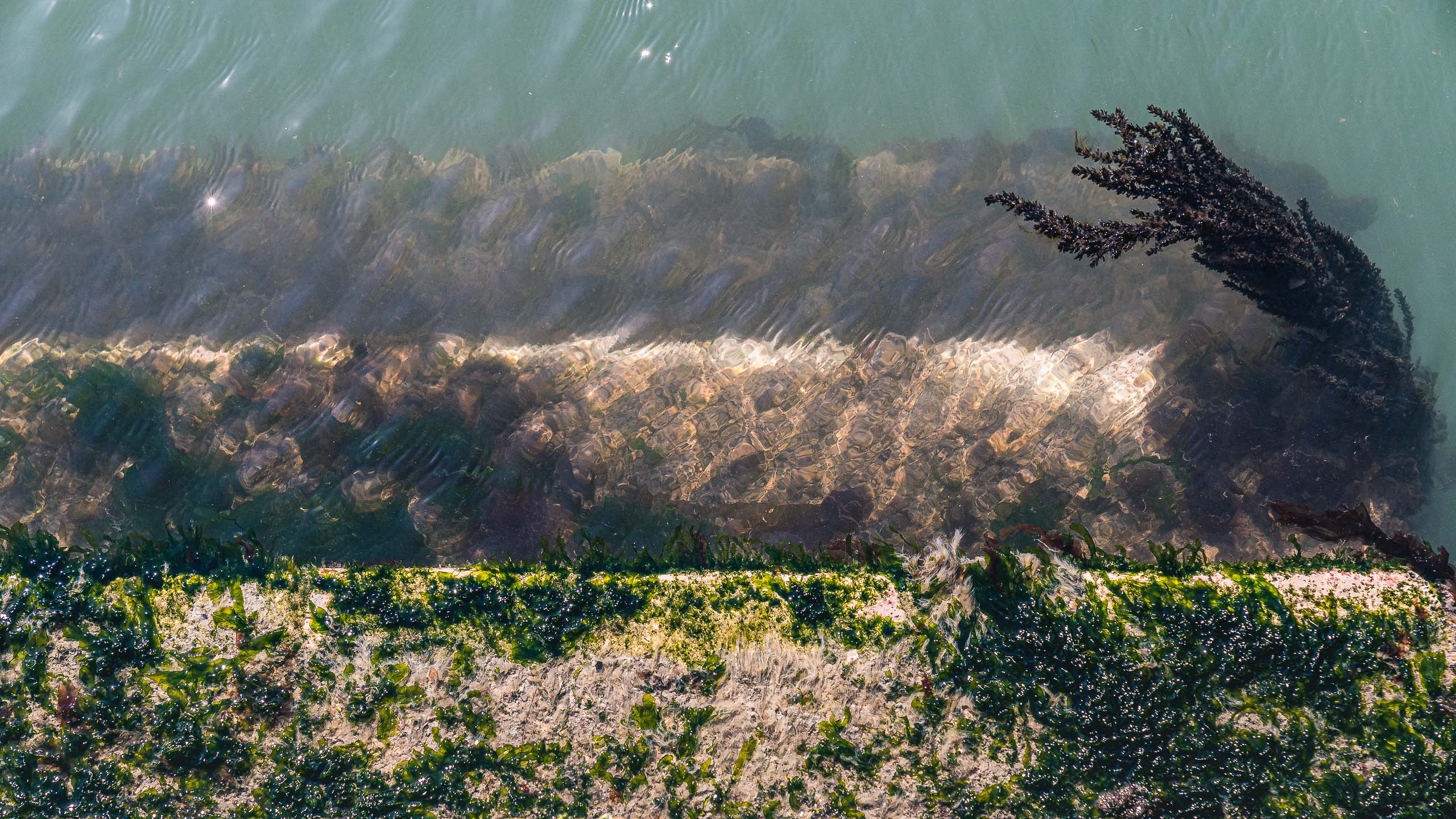 Fine Art photography of Seaweed Alga Marina in Venice Veneto Italy made by New York photographer Mary Catherine Messner (mcmessner).