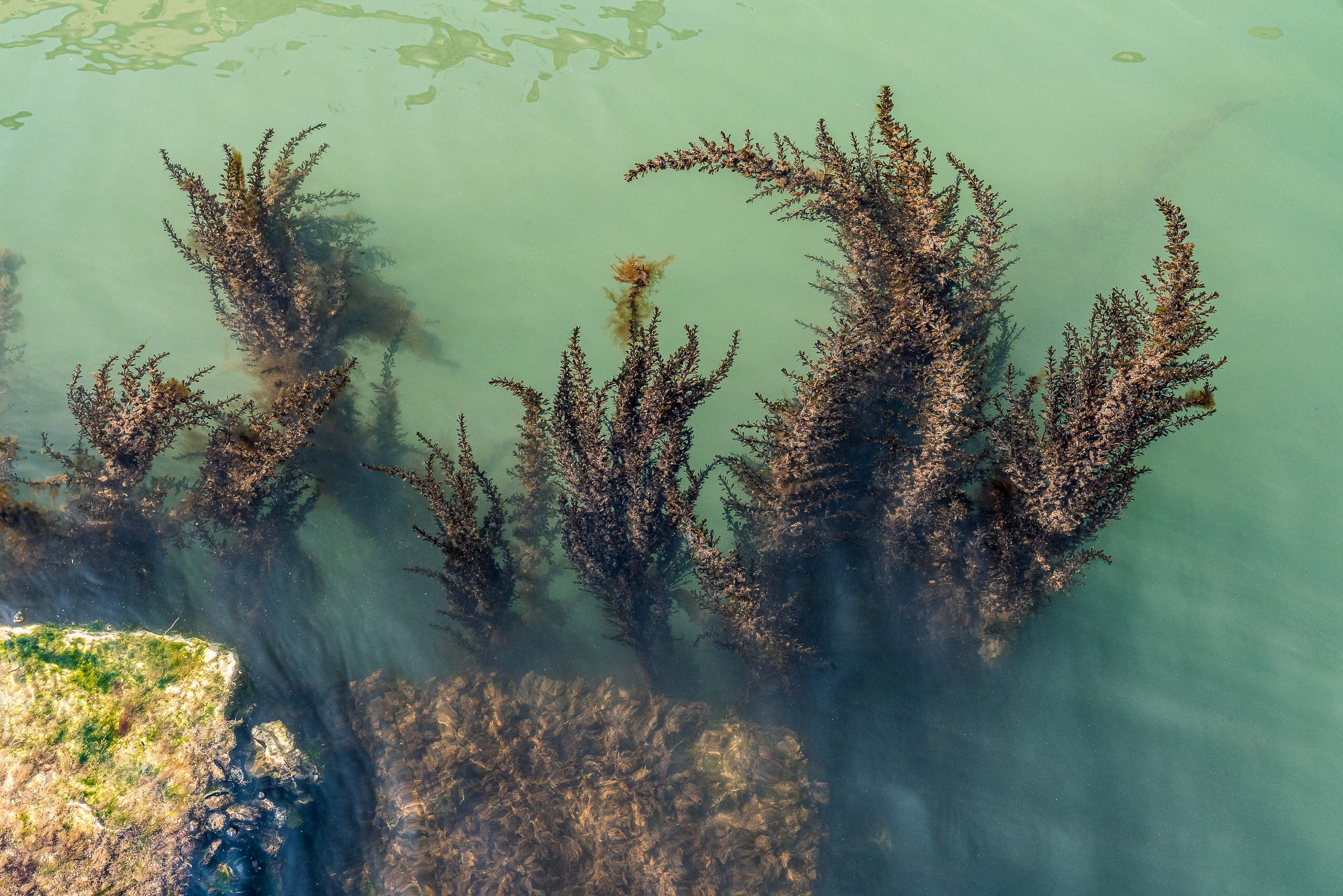 Fine Art photography of Seaweed Alga Marina in Venice Veneto Italy made by New York photographer Mary Catherine Messner (mcmessner).