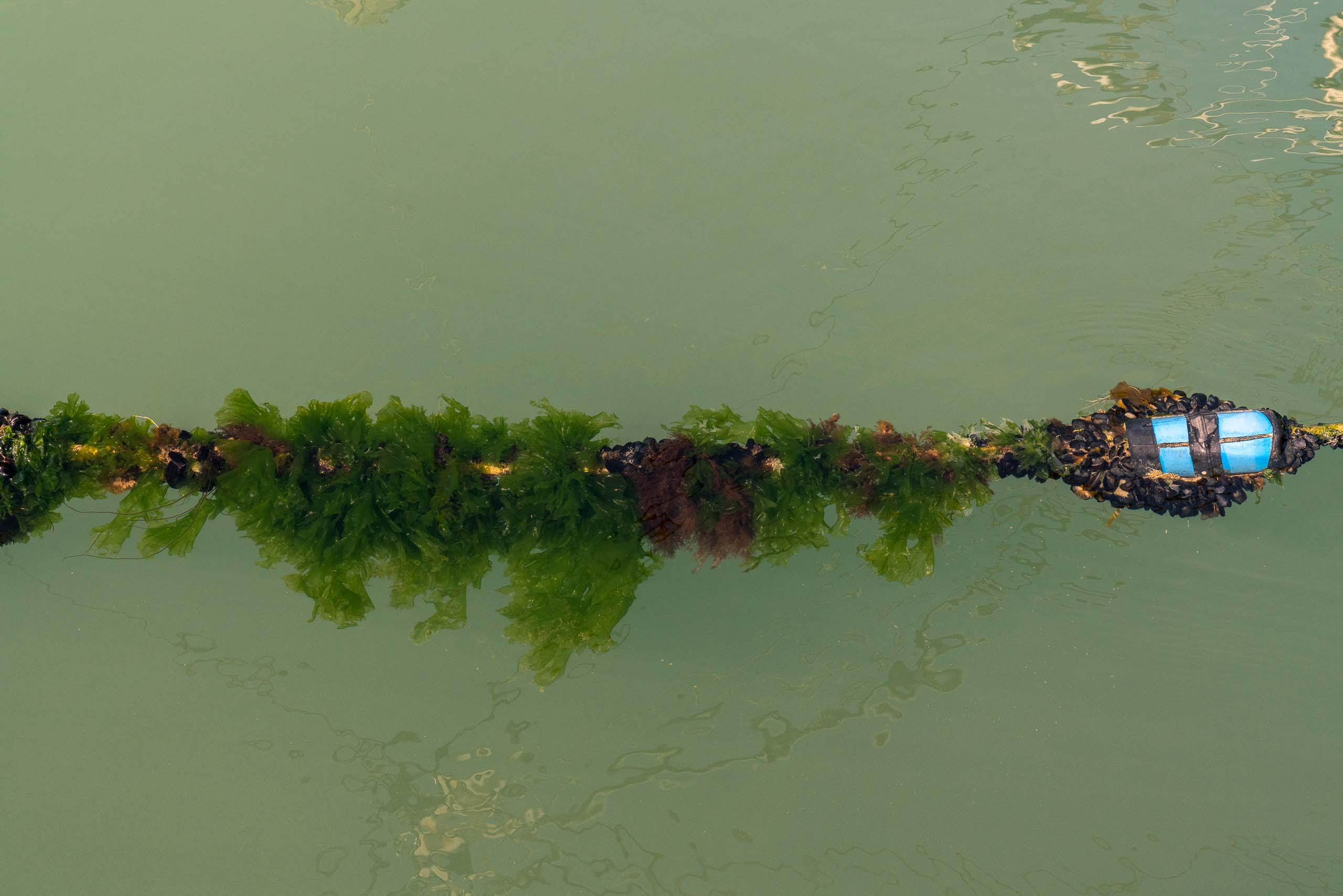 Fine Art photography of Seaweed Alga Marina in Venice Veneto Italy made by New York photographer Mary Catherine Messner (mcmessner).