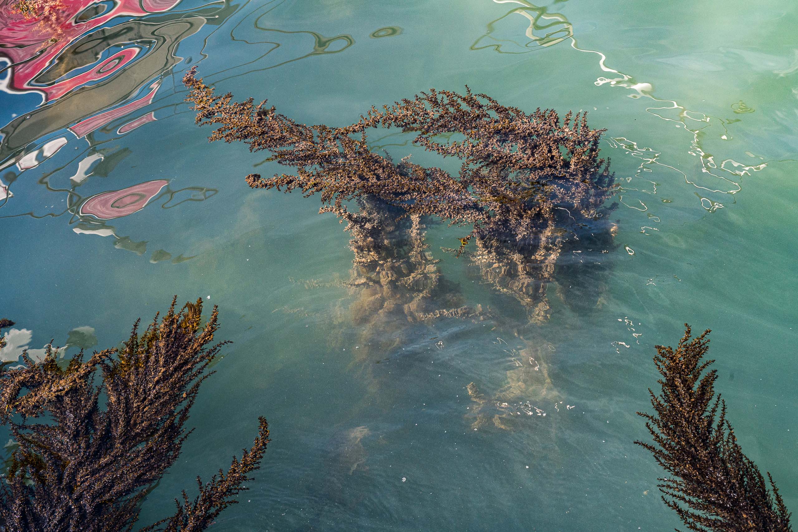 Fine Art photography of Seaweed Alga Marina in Venice Veneto Italy made by New York photographer Mary Catherine Messner (mcmessner).