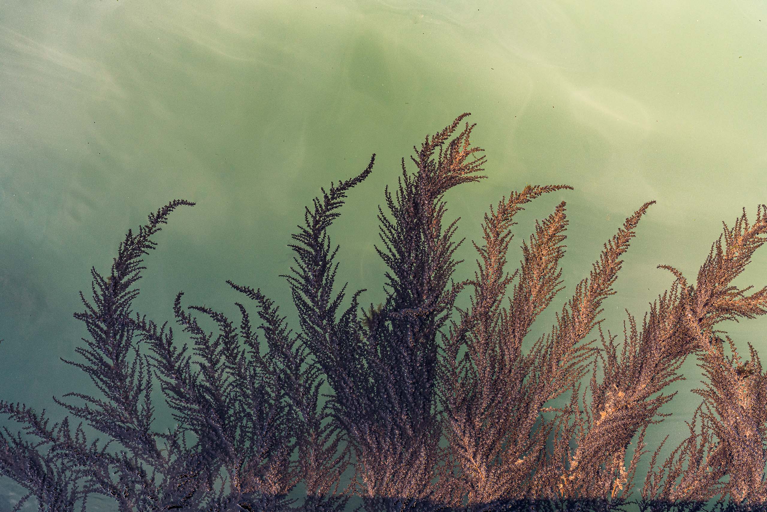 Fine Art photography of Seaweed Alga Marina in Venice Veneto Italy made by New York photographer Mary Catherine Messner (mcmessner).