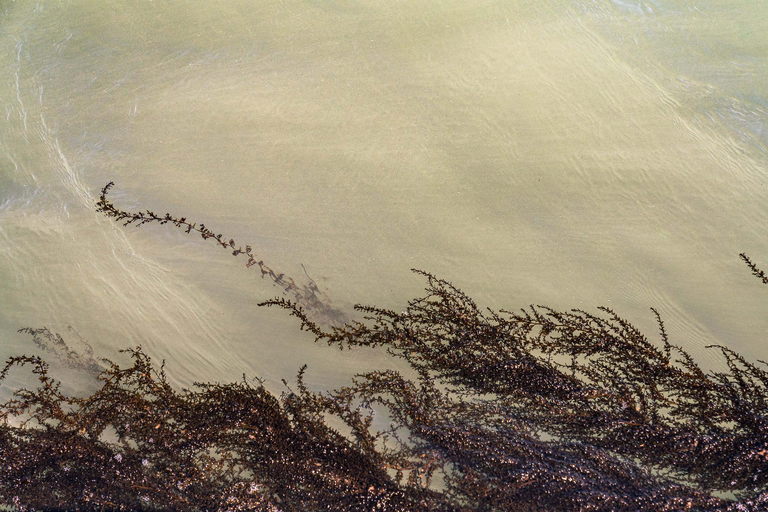 Fine Art photography of Seaweed Alga Marina in Venice Veneto Italy made by New York photographer Mary Catherine Messner (mcmessner).