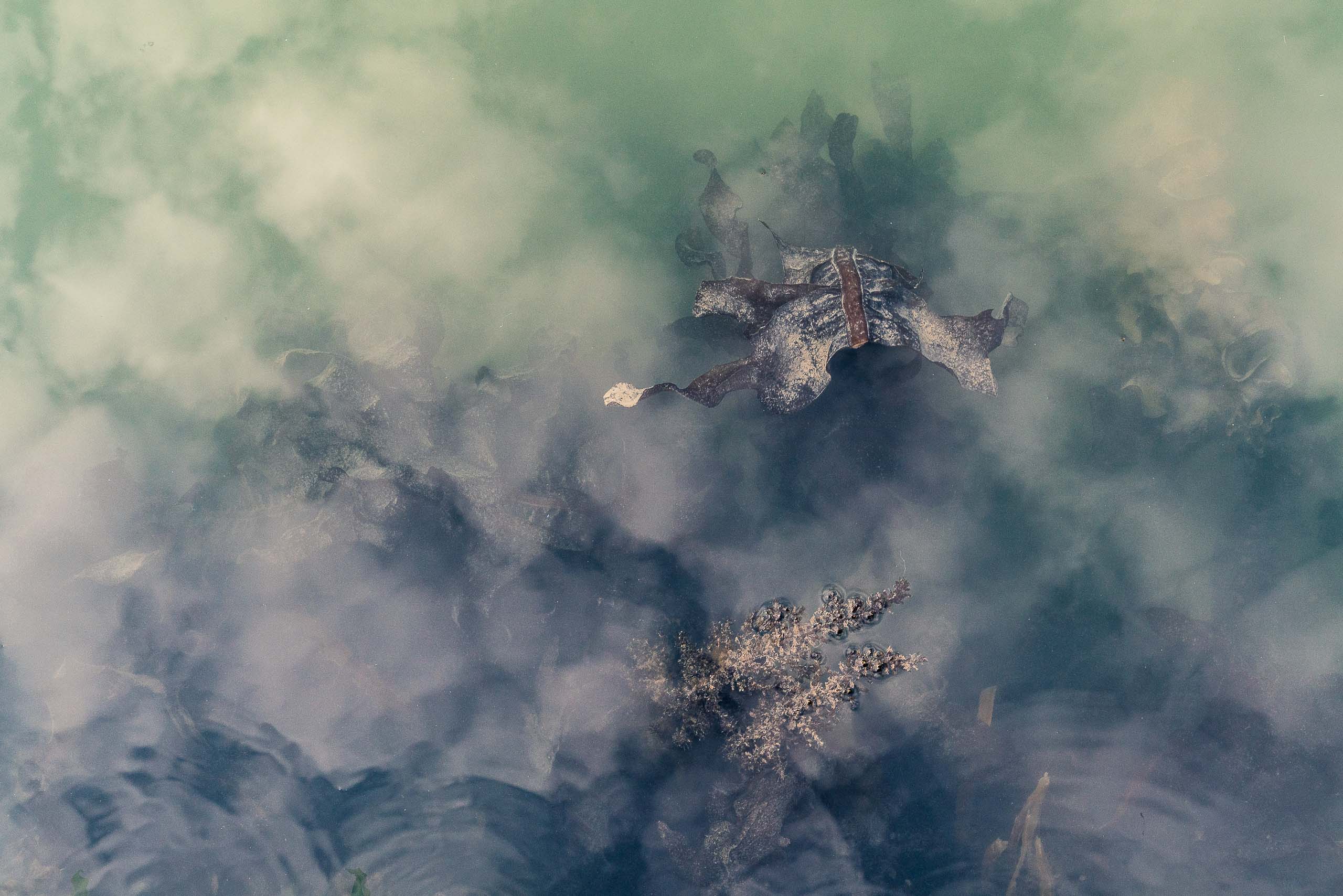 Fine Art photography of Seaweed Alga Marina in Venice Veneto Italy made by New York photographer Mary Catherine Messner (mcmessner).