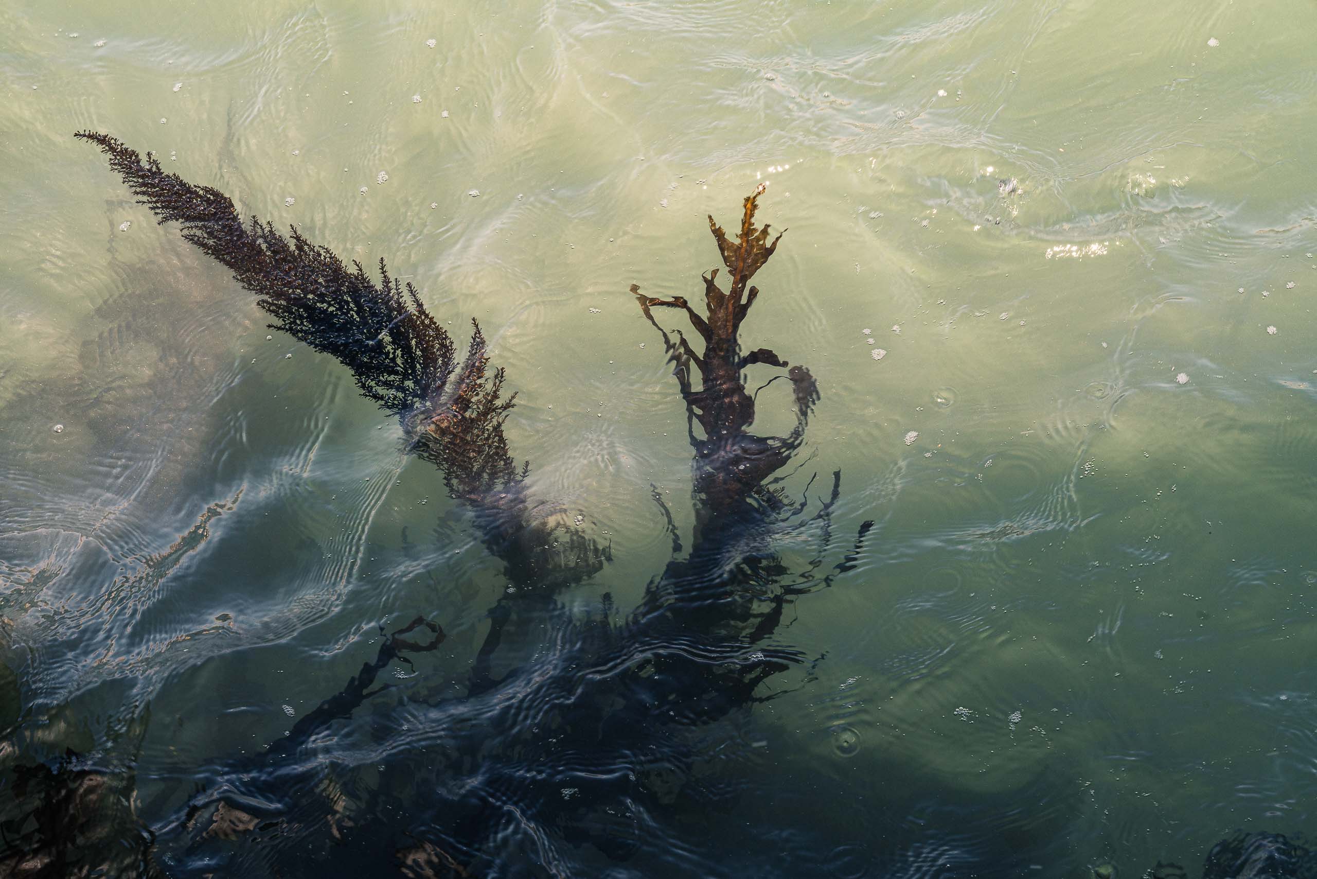 Fine Art photography of Seaweed Alga Marina in Venice Veneto Italy made by New York photographer Mary Catherine Messner (mcmessner).