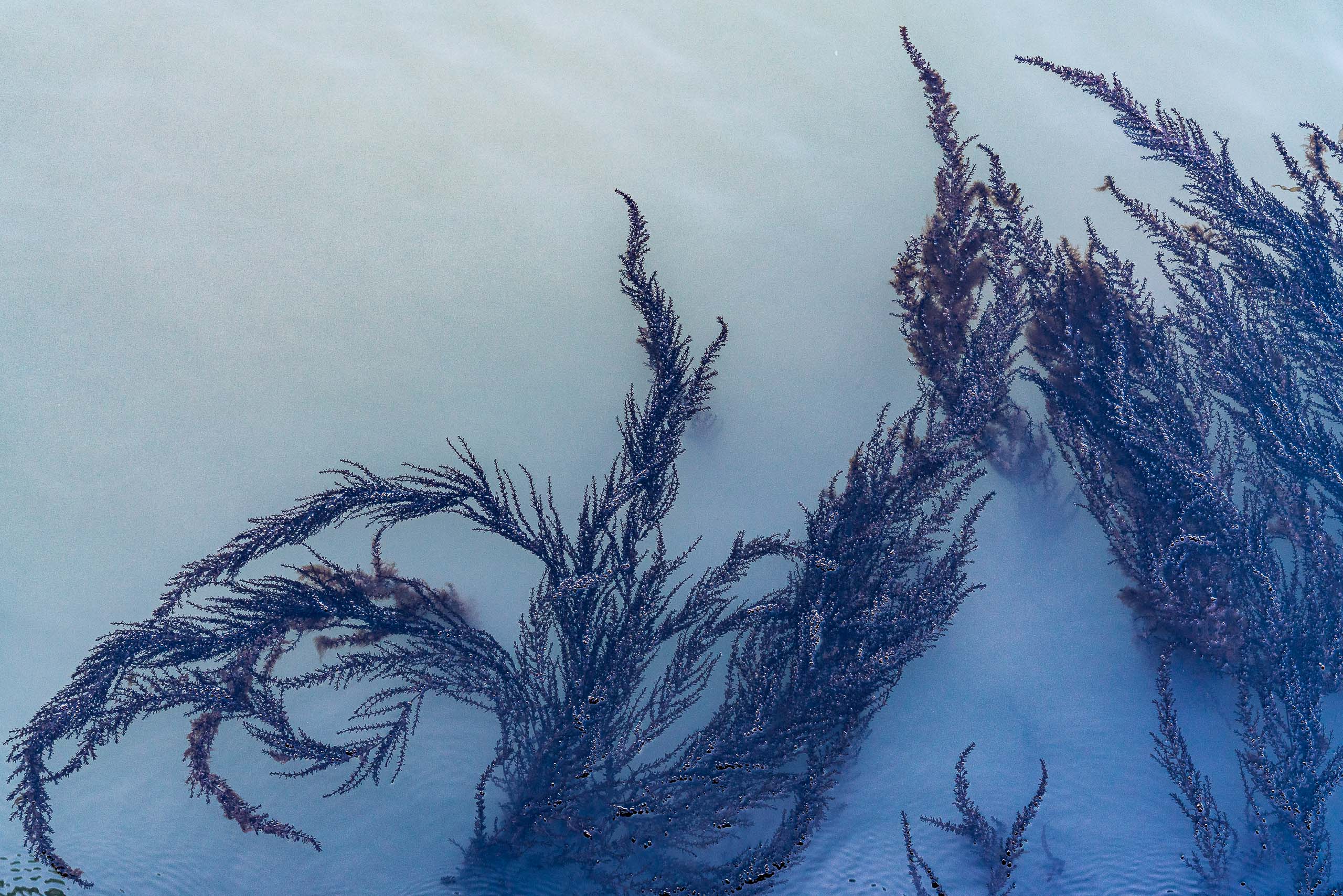 Fine Art photography of Seaweed Alga Marina in Venice Veneto Italy made by New York photographer Mary Catherine Messner (mcmessner).