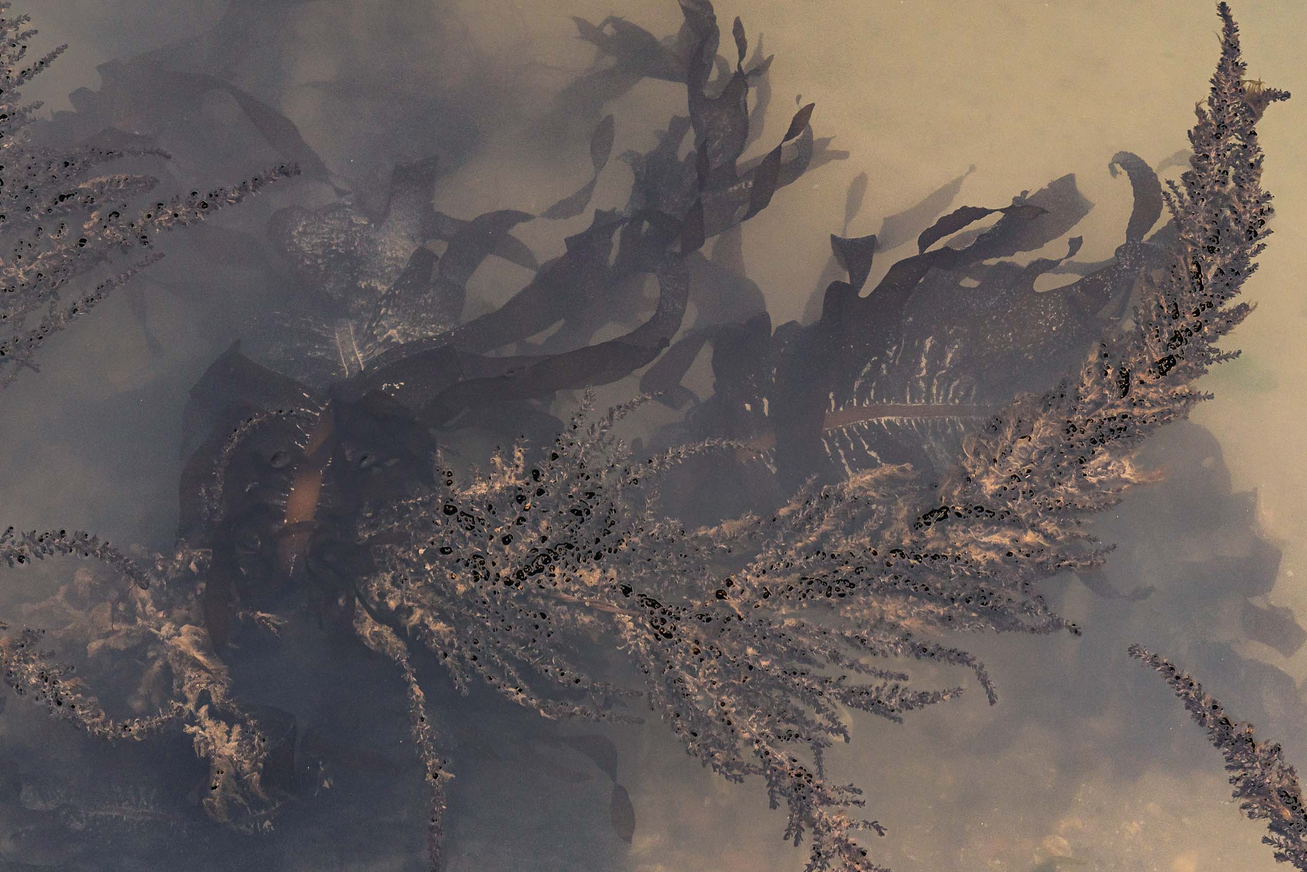 Fine Art photography of Seaweed Alga Marina in Venice Veneto Italy made by New York photographer Mary Catherine Messner (mcmessner).